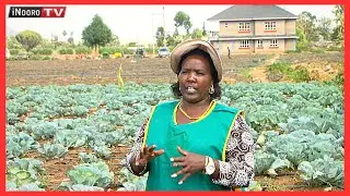 Meharĩria ma ũrĩmi wa mboga cia kabici,Naivasha: Mũgambo wa Mũrĩmi part 1