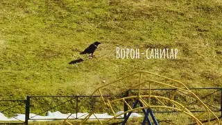 Чем питается ворон? Кто нападает на голубей? / What does a raven eat? Who attacks pigeons?