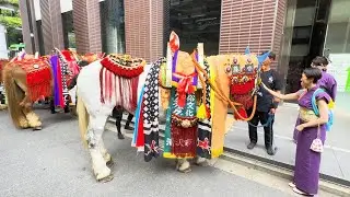 超貴重！全岩手県民に告ぐ !!! 　チャグチャグ馬コ　お支度中　【大江戸活粋パレード 日本橋・京橋まつり】