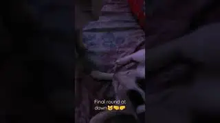 And the winner is... ? 😹 #shortsvideo #cats #round4