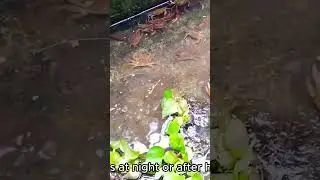 The Secret Goldmine in Your Backyard: Freshwater Crab Farming Revolution!