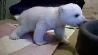 knut der eisb&auml;r aus berlin