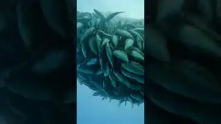 OMG!How can a man catch lots of fish in a net Unbelievable Watch tell the end #seafishing #fishing #