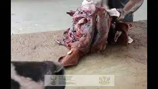 Amavuna Meat Supply | Fresh, Locally Sourced Red Meat in Durban | Quality, Sustainability& Community