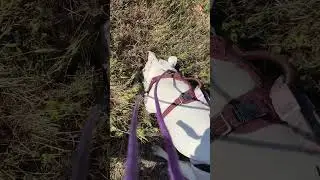 58. Puddles Goes Full Beast Mode 🐾🔍#dogoargentino #DogGoneWild #funnydogmoments #snifferdog
