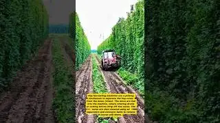 Hop Harvesting Machine: The Secret Behind Your Favorite Beer!
