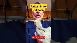 Turkeys Moving Soon! #turkey #turkeyfarm #chicken #homesteading #eggfarm #meatchickens #chicks #farm