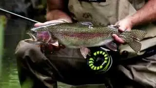 McCloud River Rainbow Trout 