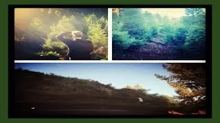 CUTTING DOWN TREES