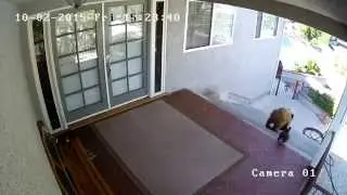 Bears scared away by a 20 pound French Bulldog