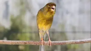 Awesome! A green canary with a long and luxurious voice