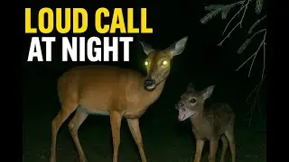 Fawn Whistle at Night &ndash; Baby Deer Calling Mother | Wildcam