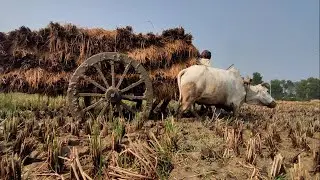 The bullock cart got stuck in the deep mud // Bullock cart heavy load // Cow Video