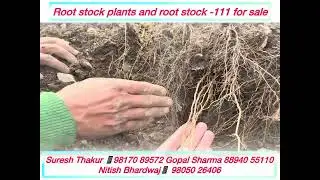 Rook stock -111 for sale