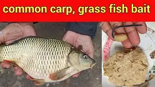 ग्रास मछली और कॉमन कार्प का चारा और चराई || grass aur common carp machhli ka chara || sundar bihar