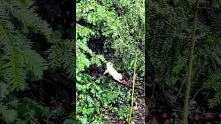 🎵🎶 White Squirrel jumping from branch 🌿. #cute #squirrel #WhiteSquirrel