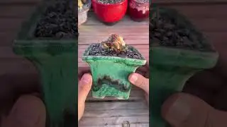 Minimal 4K Succulent Background for Corporate Productivity & Focus