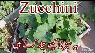 How to prune Zucchini plants for healthy plants.How to grow round squash and care tips.