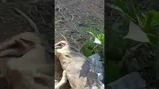 owl death 😰 #owl #shorts #video #share