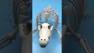 fish skeleton vs whale