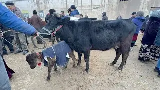 ХОРАЗМ БОГОТ МОЛ БОЗОР НАРХЛАРИ СУТДОР ОНА БОЛА БУГОЗ СИГИР НАРХЛАРИ 28.01.2026г