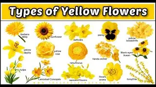 15 Types of Yellow Flowers Names and Photos Plus a Printable