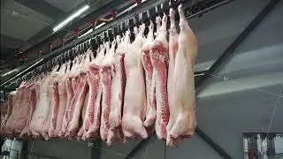 Frozen headless pork carcasses moved along a conveyor to the meat processing factory. Production