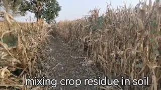 corn harvest jun 2022
