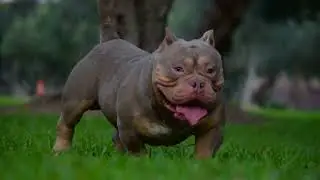JB Bulls Sam Exotic Bully