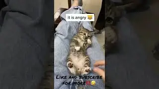 The Angry Cat‼️😱😡🤣 (Funny Cat video 2022)