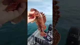 Scorpionfish Fishing, FAT fish!