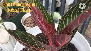 Aglonema Red Sumatera langka.