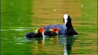 Fantasy Wild Birds Documentary with Relaxing music। Wildlife Documentary