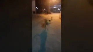 Army of puppies stalking their mom