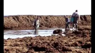 LOS CORRALES DE PESCA (CHIPIONA)