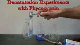 Protein Denaturation Experiments with Phycocyanin