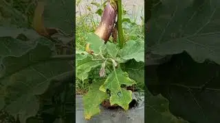 hama belalang Phlaeoba infumata pada tanaman terong ungu #hama #belalang #Phlaeobainfumata #terong