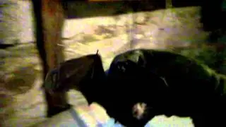 Basement bat removal