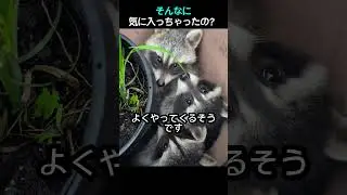 そんなに気に入っちゃったの？#動物 #shorts #ラクーン