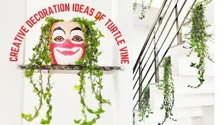 How to Care & Grow TURTLE VINE | TURTLE VINE Decoration Ideas | How to Grow Turtle Vine Cuttings