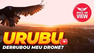 URUBU ATACA DRONE - VULTURE ATTACKS DRONE
