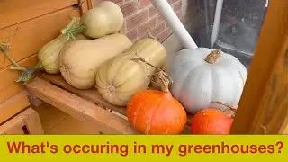 Greenhouse and coldframe Tour October 2023