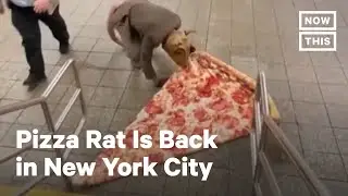 Pizza Rat Returns to New York City | NowThis