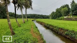 Walk in nature | countryside paths in kerala | Relaxing nature sounds for sleep and meditation