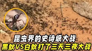 2000万大军！黑蚁VS白蚁打了三天三夜大战！昆虫界的史诗级大战！