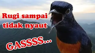 HITUNGAN DETIK murai batu gacor PAGI SORE AMPUH MEMBUAT PANCINGAN murai batu agar cepat bunyi