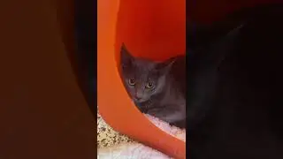 Волонтерство в Animal Humane Society