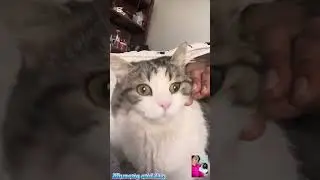 Our Leo’s  Morning routine With a Kiss