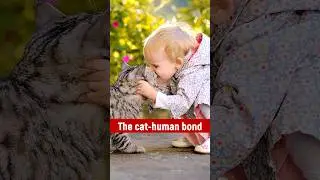 The effect of cats on people #shorts #short #pets  #interesting facts, #about cats #cat