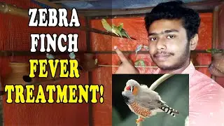 How To Cure FEVER Of FINCHES | Zebra Finch Fever Treatment | Finch ka zukam ka Ilaj | Happy Budgies